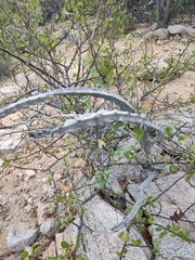 Peniocereus johnstonii