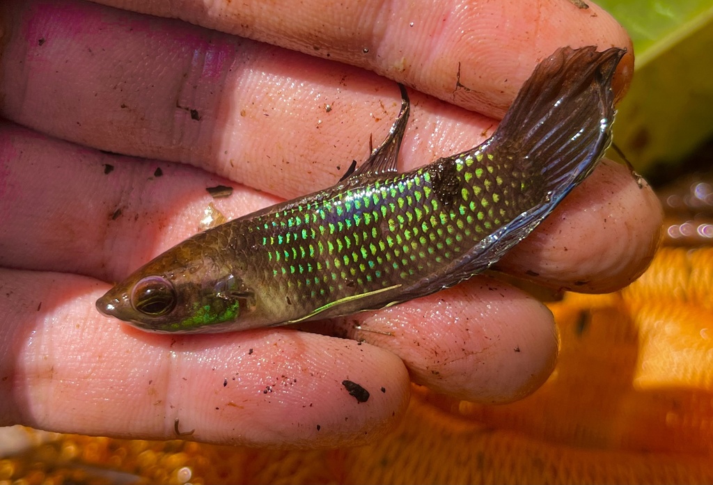 Fraaie strijdvis (Betta pulchra) — Osphronemidae