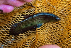 Betta bellica