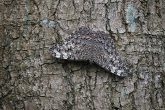 Hamadryas feronia