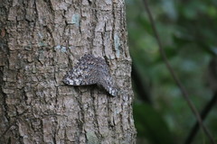 Hamadryas feronia