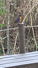 Cossypha dichroa dichroa