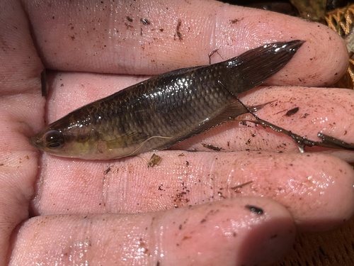 Fraaie strijdvis (Betta pulchra) — Osphronemidae — 4