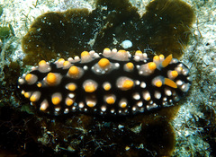 Phyllidia elegans