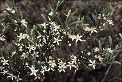 Philotheca trachyphylla