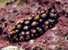 Phyllidia elegans