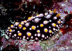 Phyllidia elegans