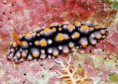 Phyllidia elegans