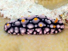 Phyllidia elegans