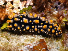 Phyllidia elegans