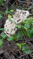 Gymnanthemum capense