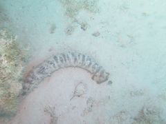 Holothuria thomasi