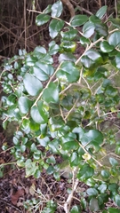 Dovyalis rhamnoides