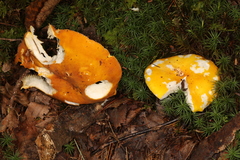 Russula flavida