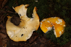 Russula flavida