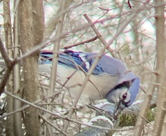 Cyanocitta cristata