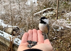 Poecile atricapillus