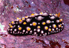 Phyllidia elegans