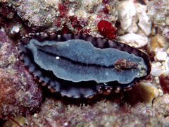 Phyllidia elegans
