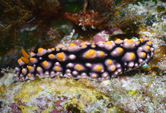 Phyllidia elegans