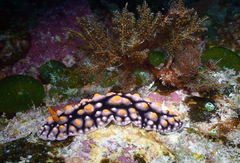 Phyllidia elegans