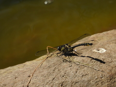 Phanogomphus kurilis