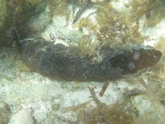 Holothuria mexicana