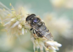 Copestylum alberlena