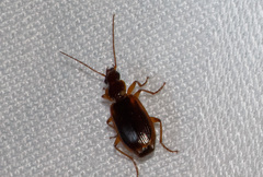 Cymindis limbata