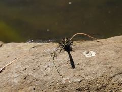 Phanogomphus kurilis