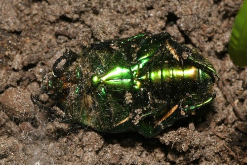 Big Rose-chafer, photo 7 of 7