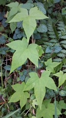 Ceratiosicyos laevis