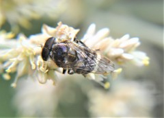 Copestylum alberlena