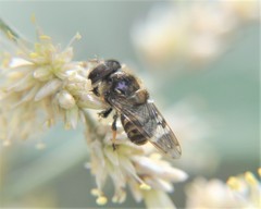 Copestylum alberlena