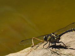 Phanogomphus kurilis