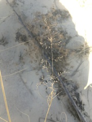 Sporobolus flexuosus