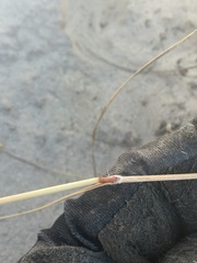 Sporobolus flexuosus