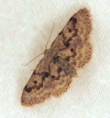 Image of Idaea micropterata
