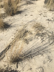 Sporobolus flexuosus