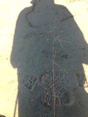 Muhlenbergia pungens