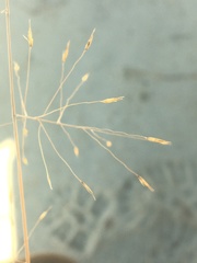 Muhlenbergia pungens