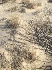 Muhlenbergia pungens