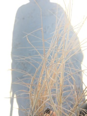 Muhlenbergia pungens