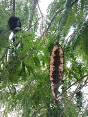 Lysiloma latisiliquum