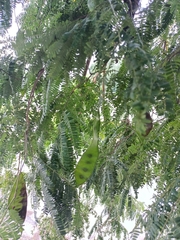 Lysiloma latisiliquum