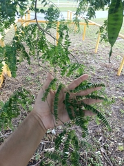 Lysiloma latisiliquum