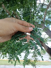 Lysiloma latisiliquum