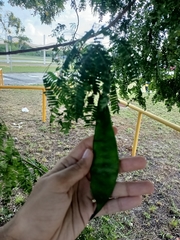 Lysiloma latisiliquum