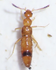 Apalonia seticornis