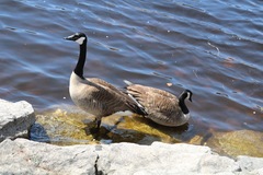 Branta canadensis